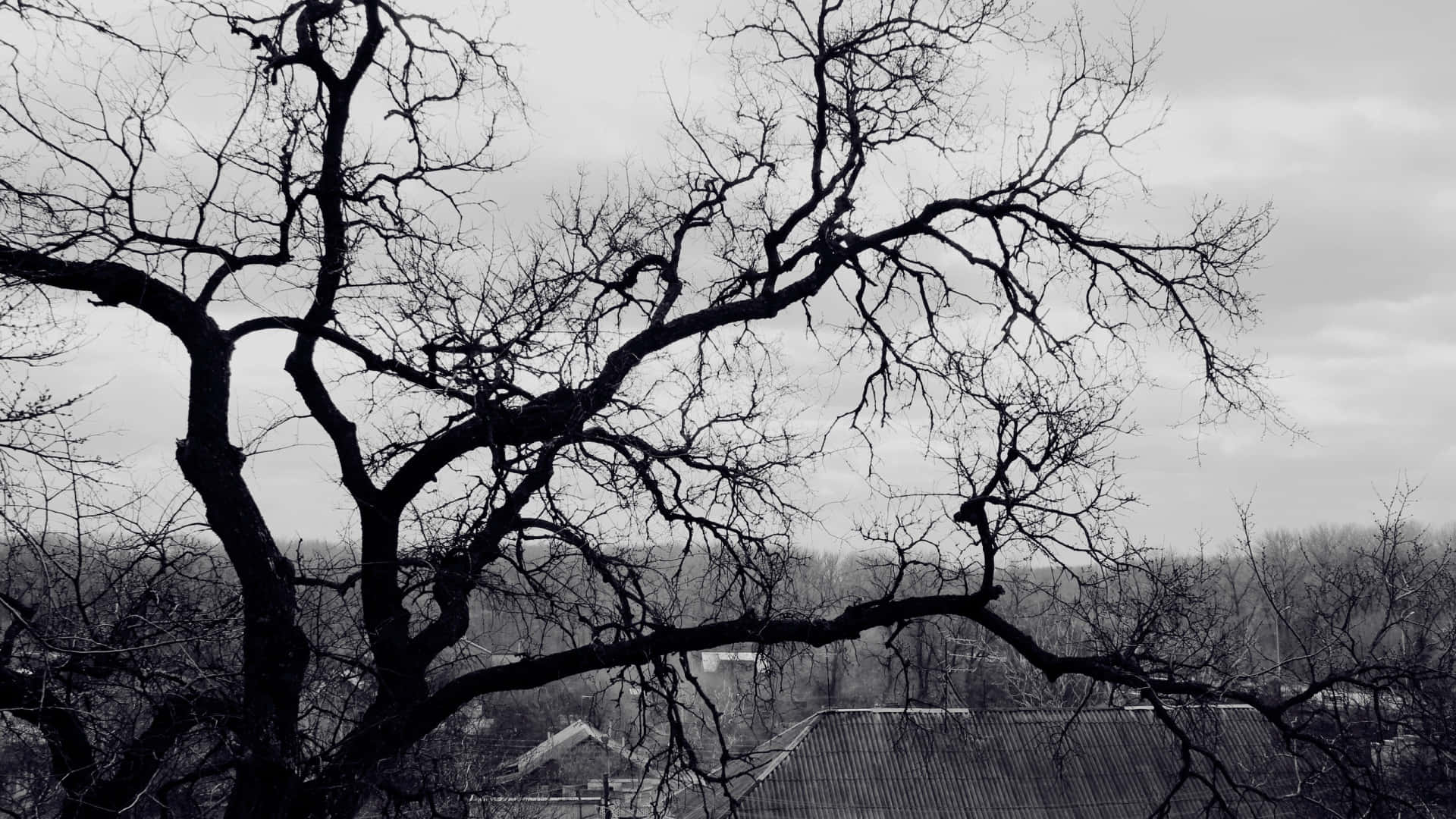 Leafless Tree Branches In Monochrome Wallpaper