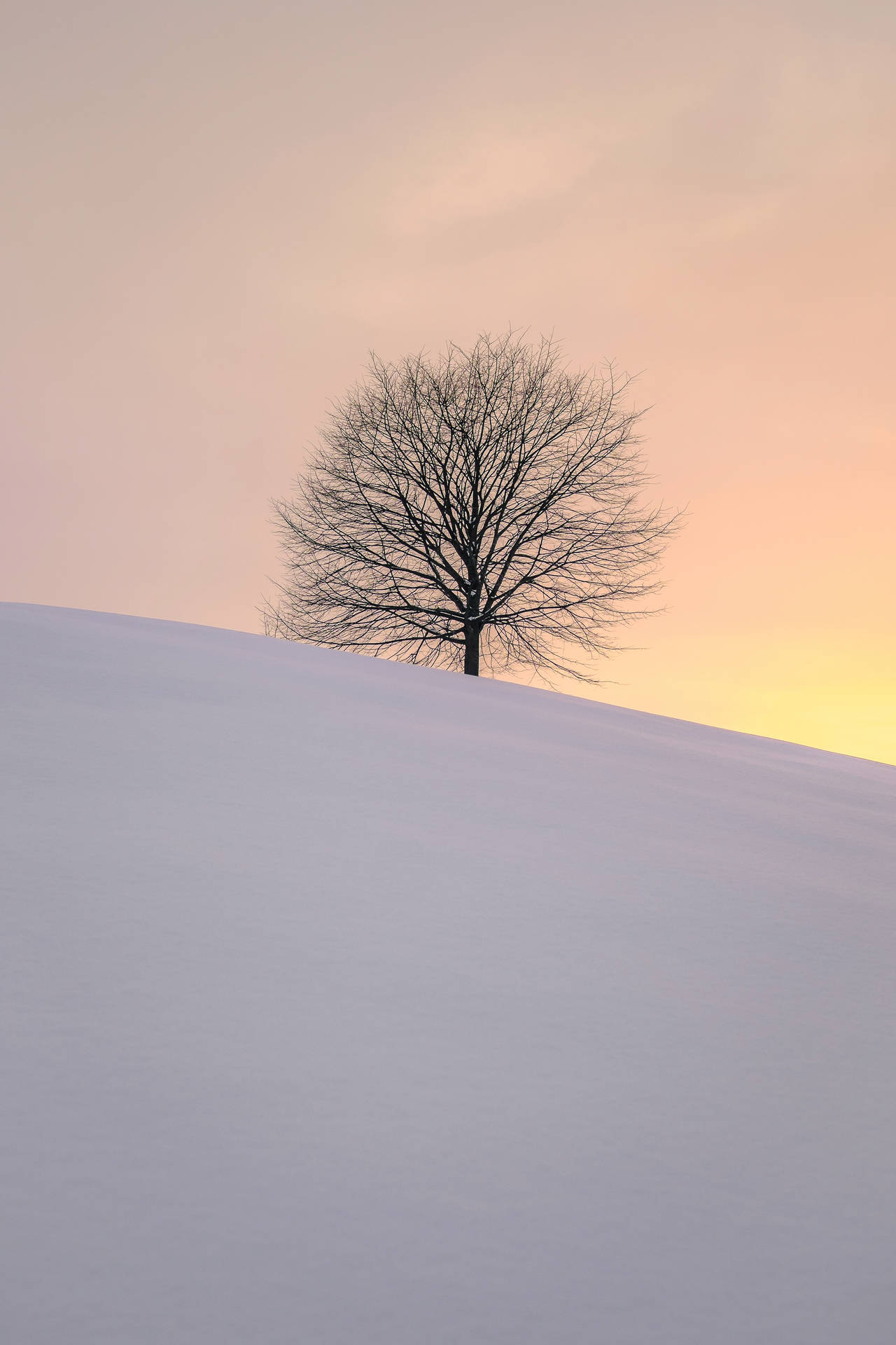 Leafless Tree Snowy Hill