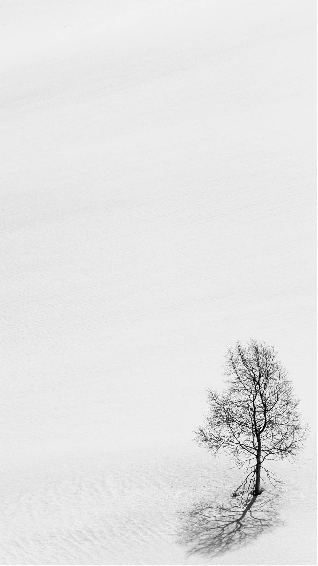 Løvfri træ hvid minimalistisk tegning Wallpaper