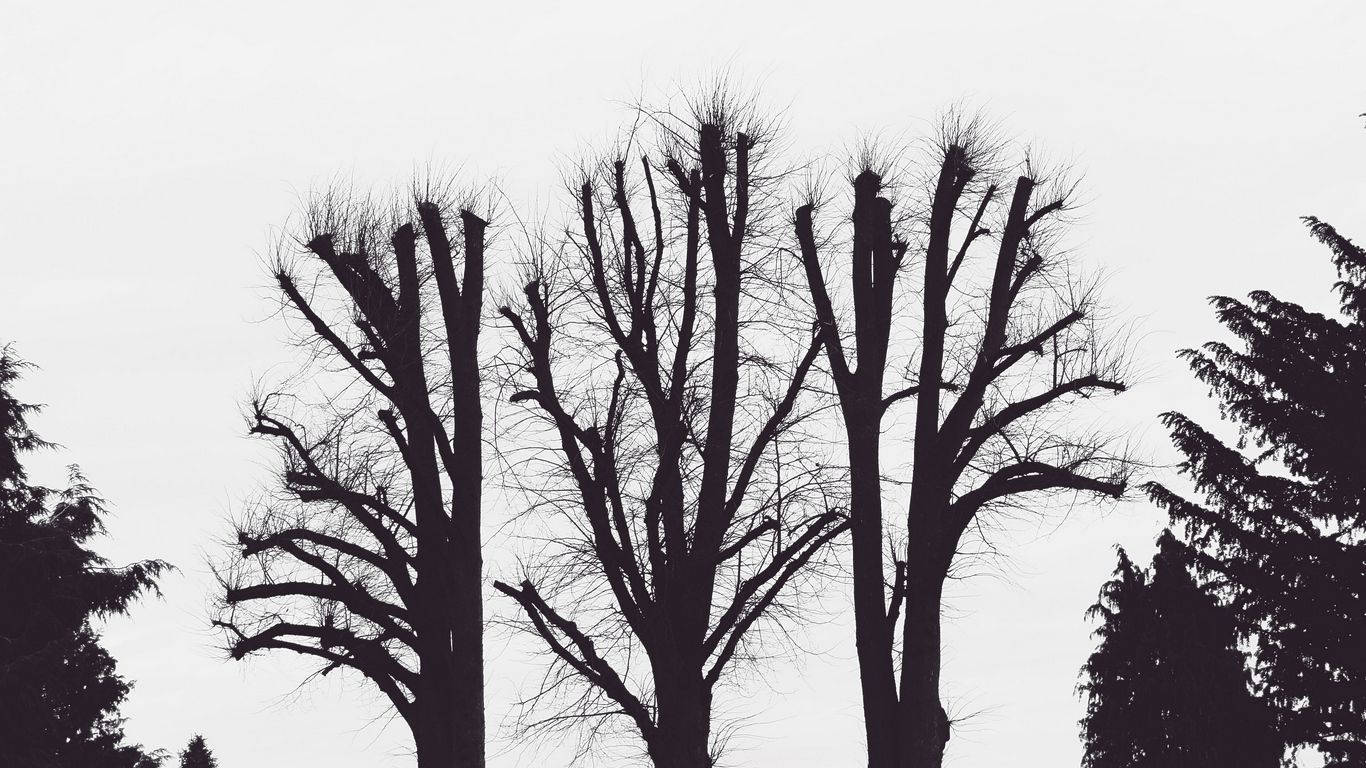 Leafless Trees Aesthetic Black And White Laptop Background Wallpaper