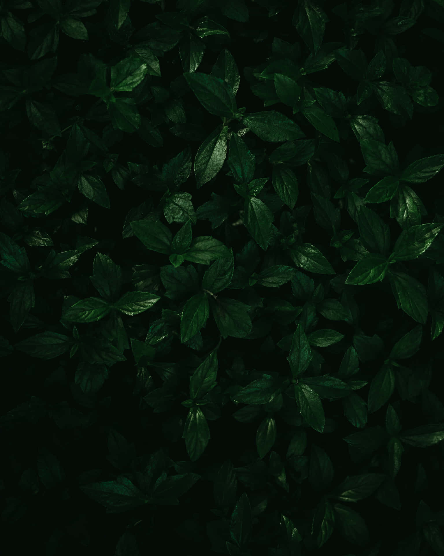 Lush Green Leafy Background