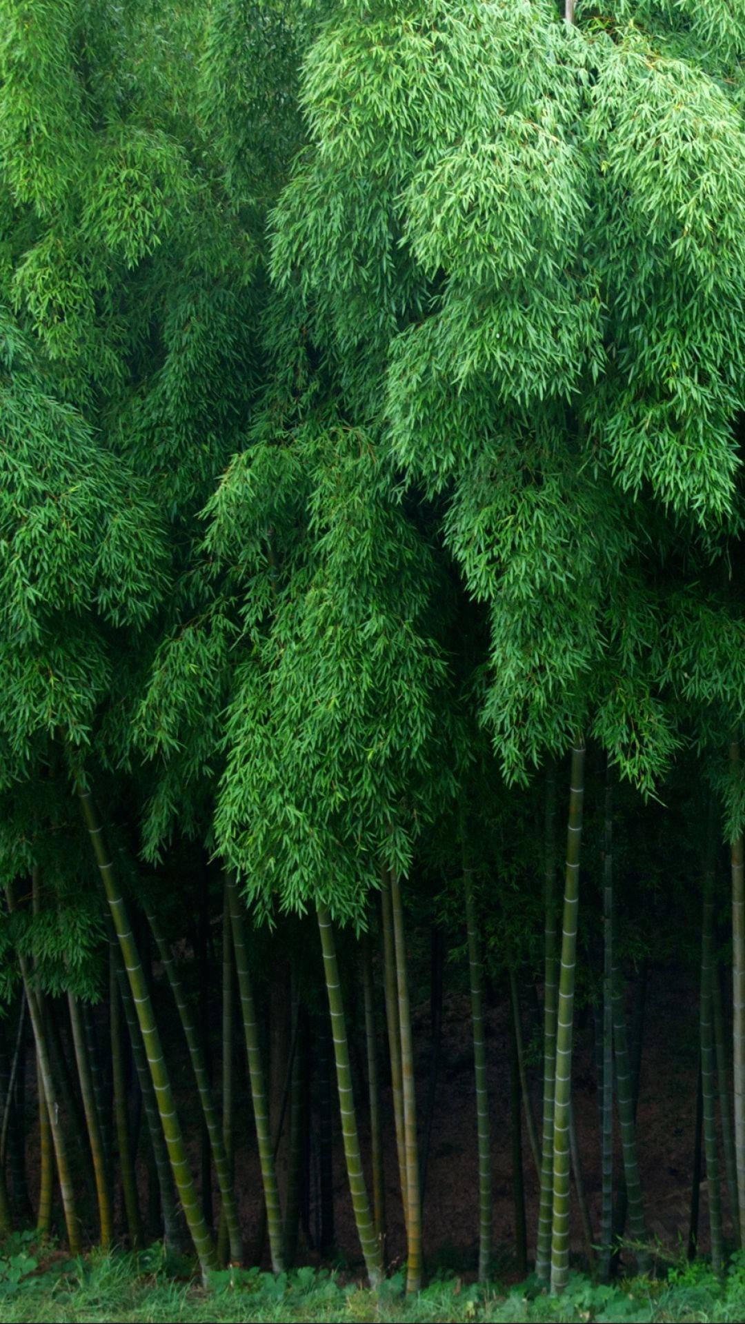 Forestadi Bambù Rigogliosa Per Iphone Sfondo