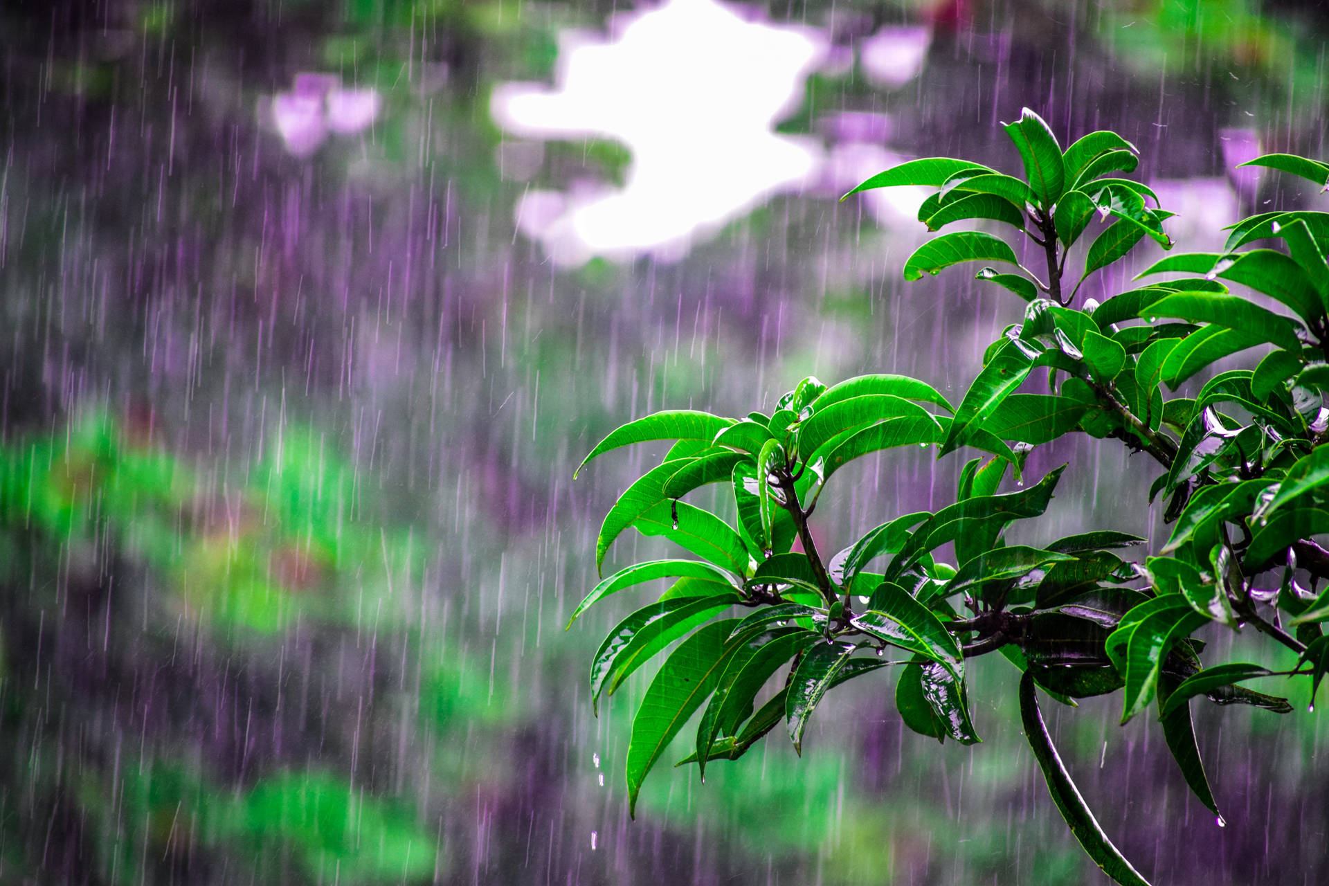 Leafy Branches With Beautiful Rain Wallpaper