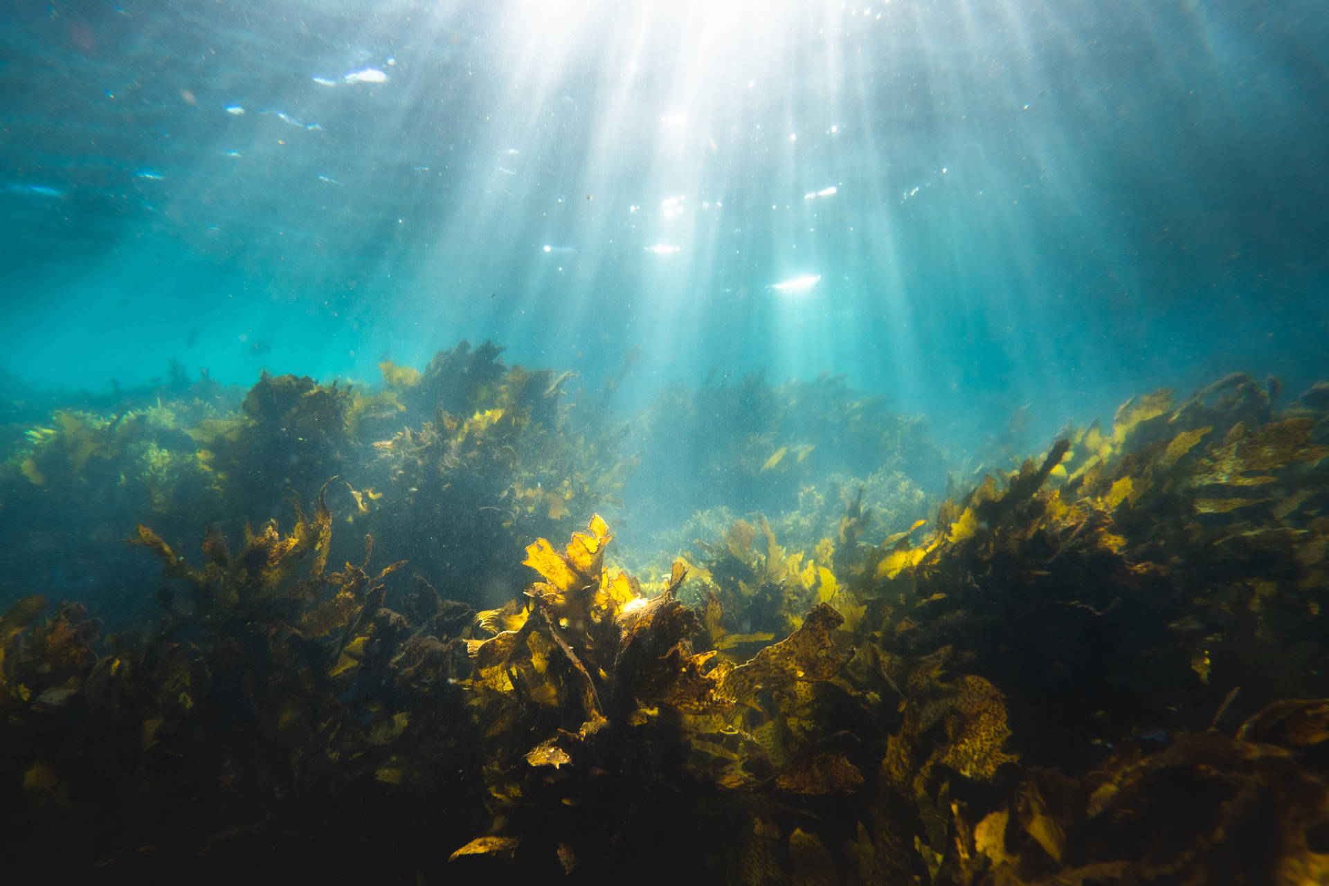 Bladrig Kelp Hav Alge Planter Undervands Scene Tapet Wallpaper