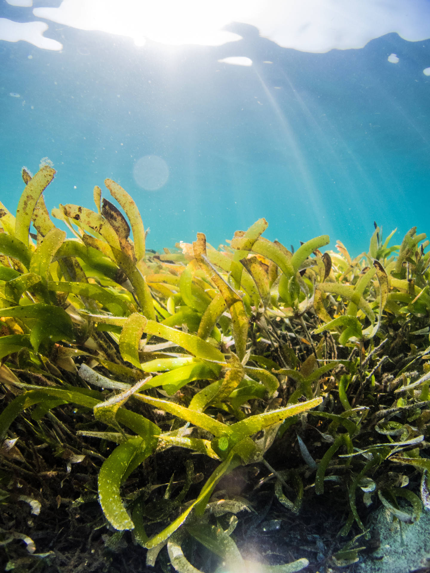 Algaverde-marina De Folhas Abundantes - Planta Subaquática Em Close-up Papel de Parede