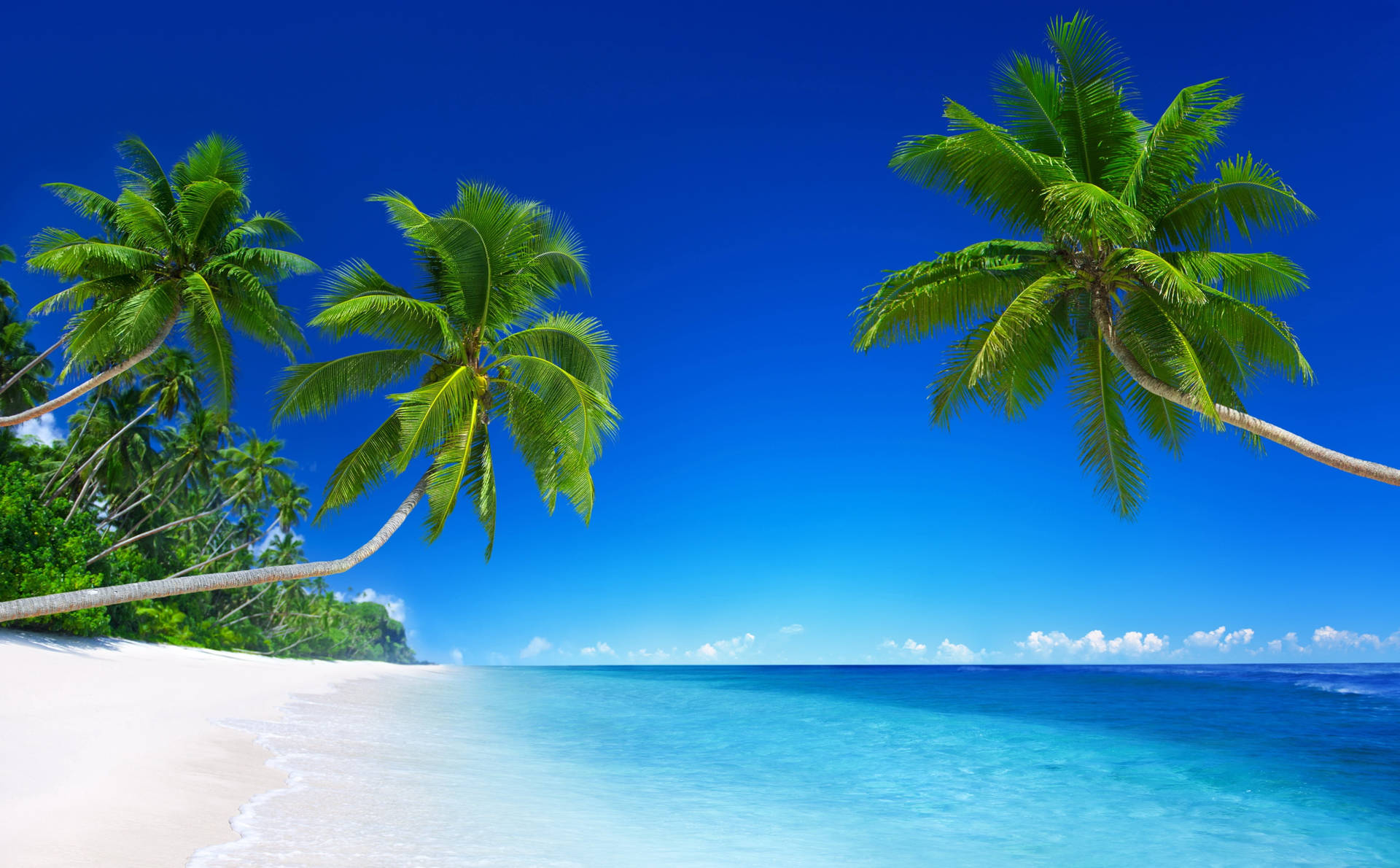 Leaning Coconut Trees Tropical Desktop Wallpaper
