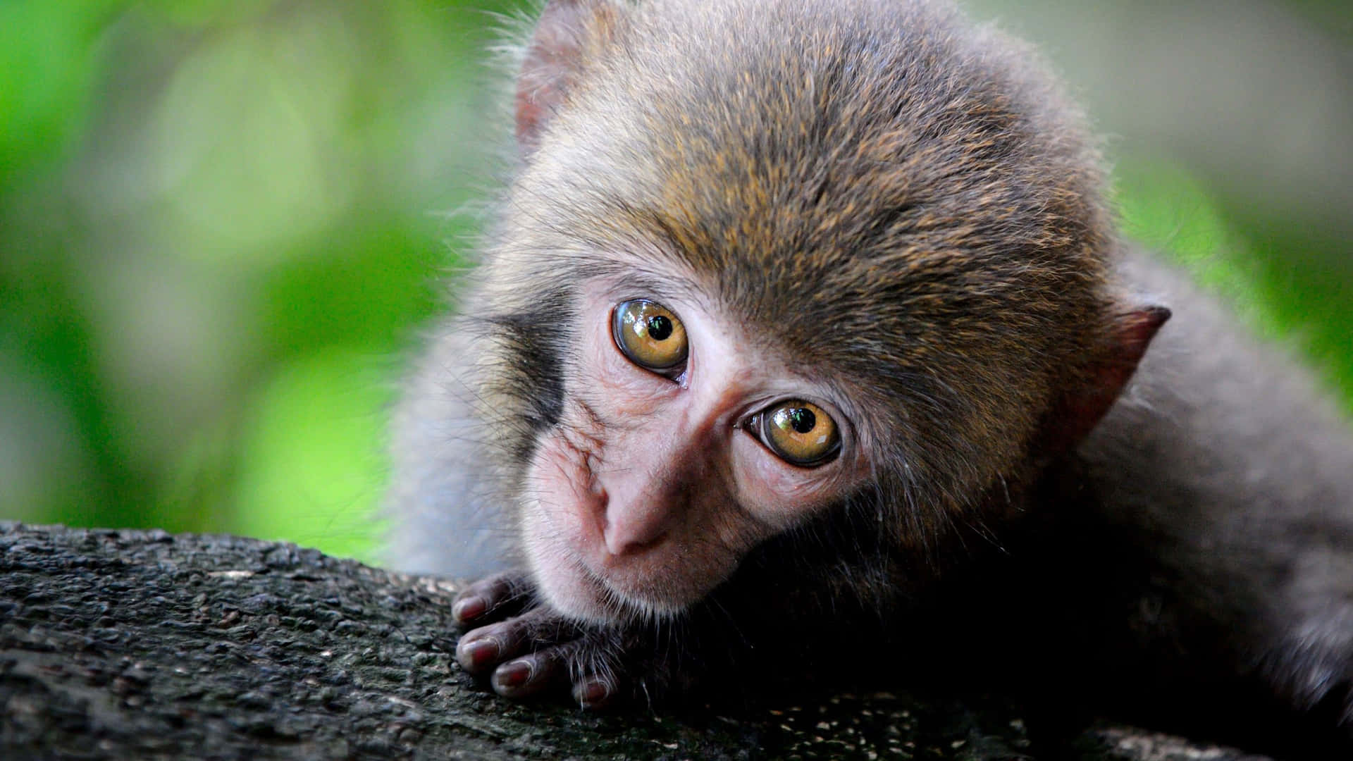 Leaning Cute Monkey Photo Wallpaper
