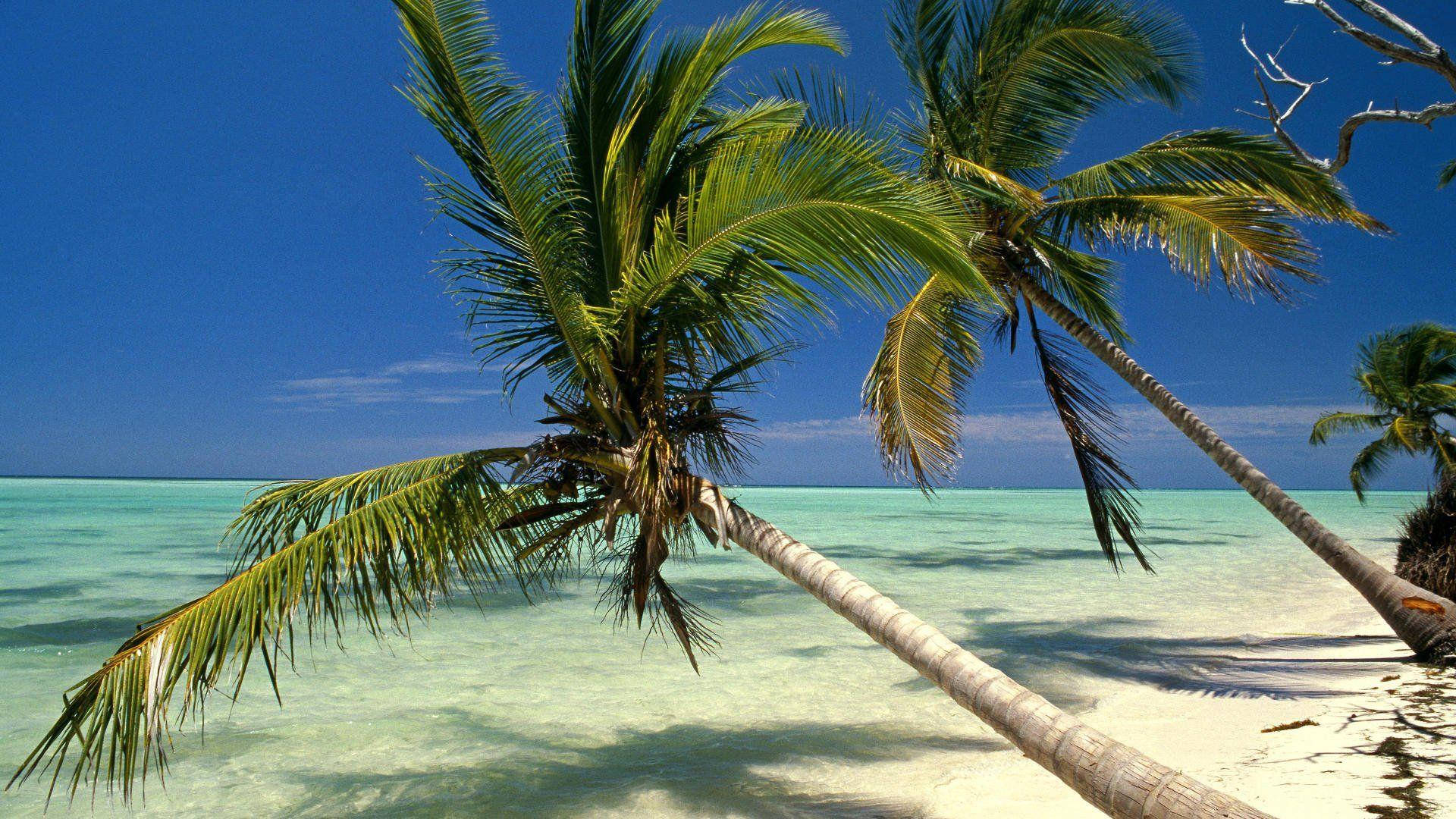 Leaning Dominican Republic Palm Trees Wallpaper