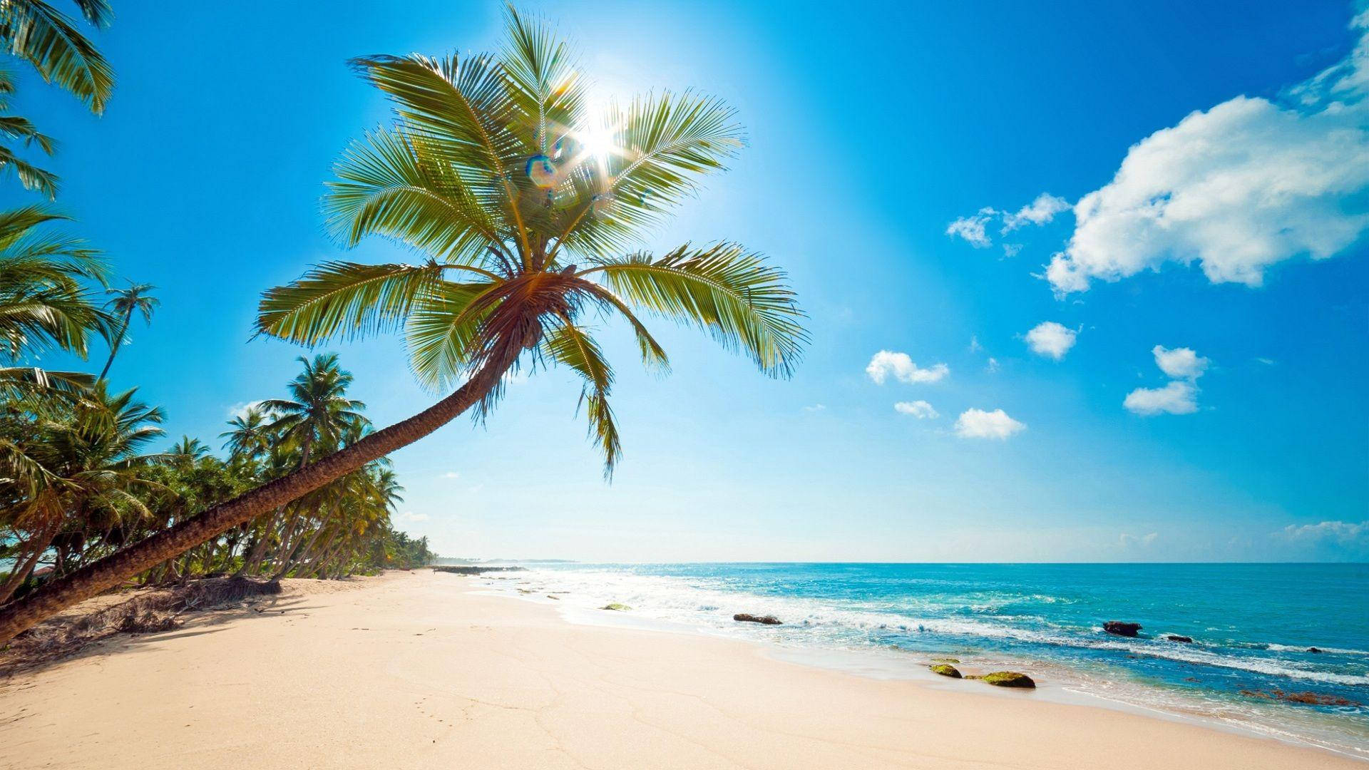 Leaning Palm Tree Tonga Beach Wallpaper