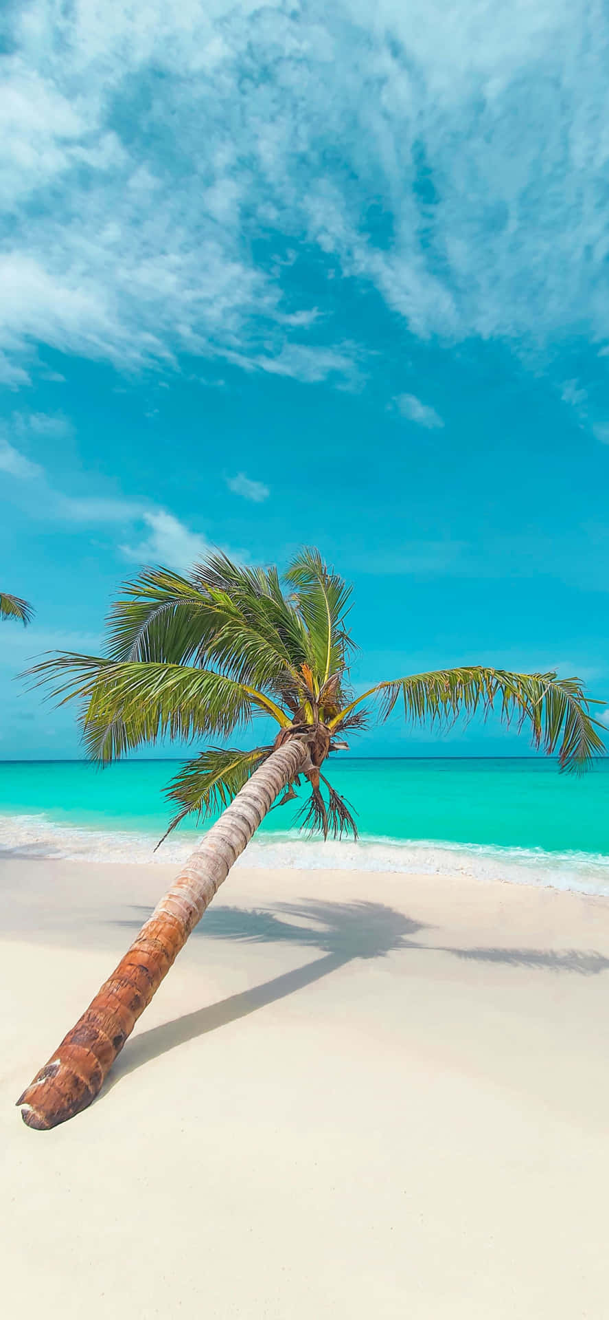 Leaning Palm Trees Beach Blue Sky Wallpaper