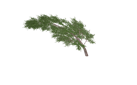 Leaning Tree Black Background PNG