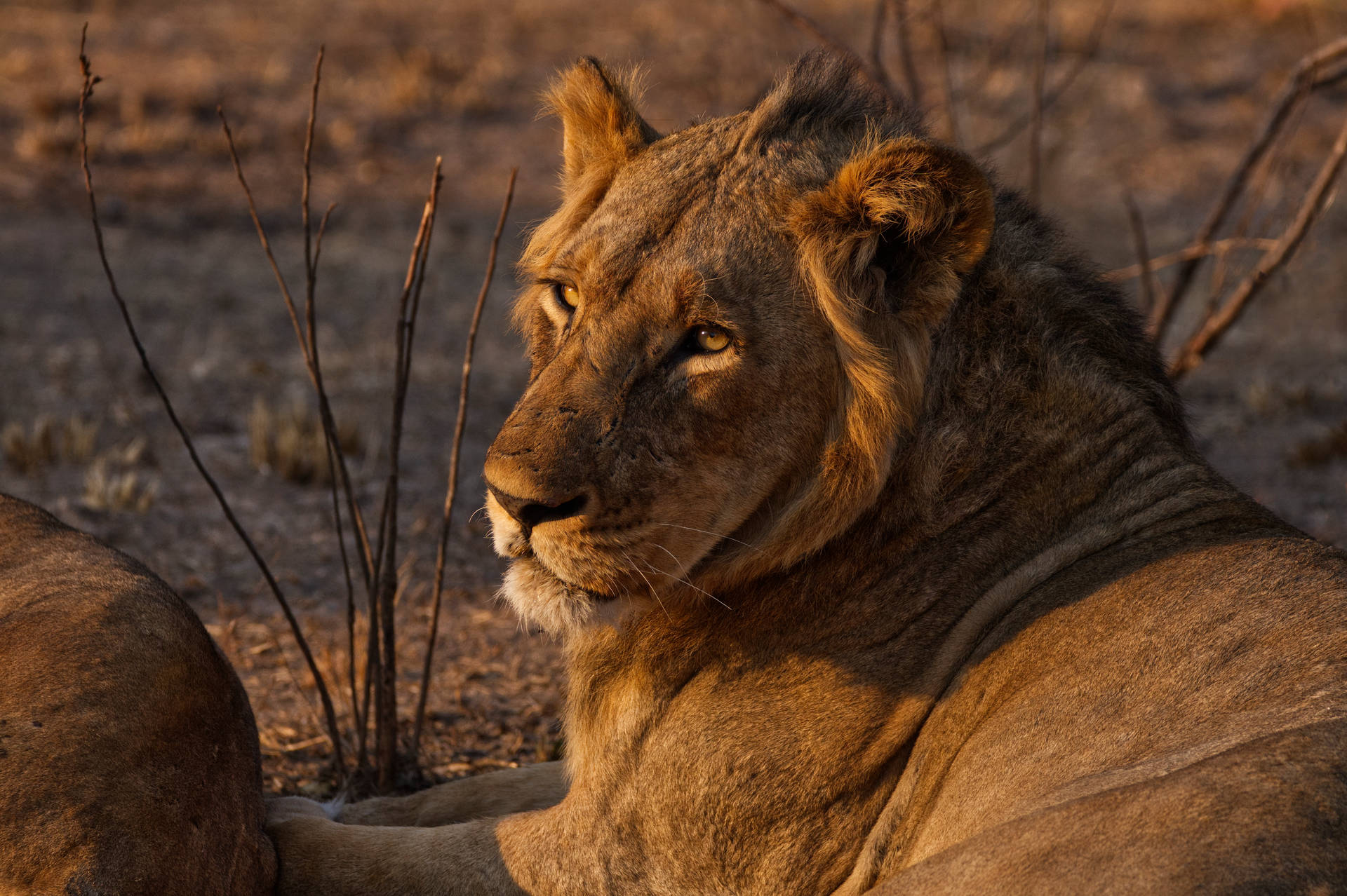 Leão Selvagem Da Zâmbia Papel de Parede