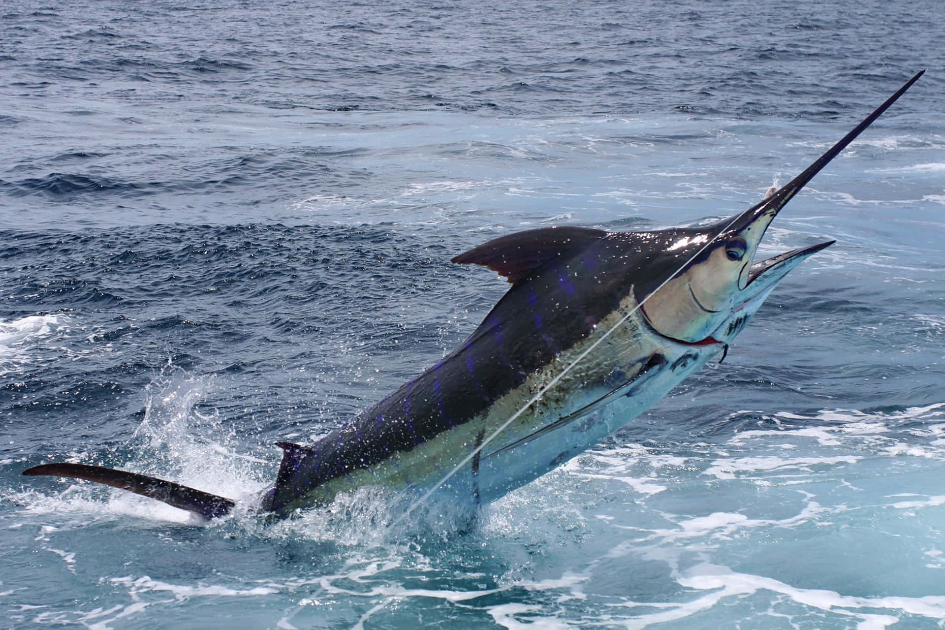 Leaping Atlantic Marlin.jpg Wallpaper