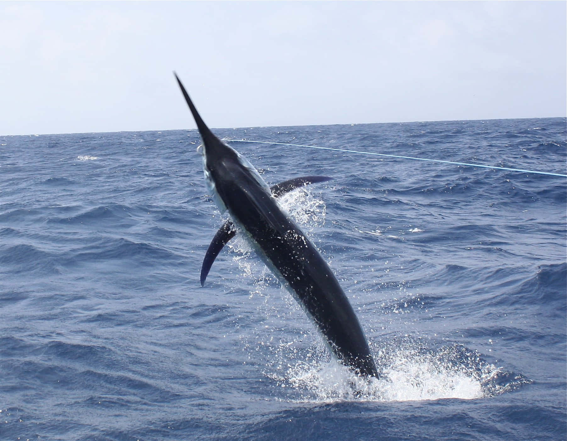 Leaping Blue Marlin At Sea.jpg Wallpaper