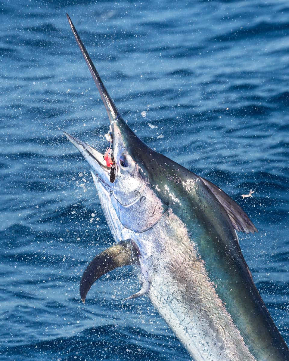 Leaping Blue Marlin Catch Wallpaper