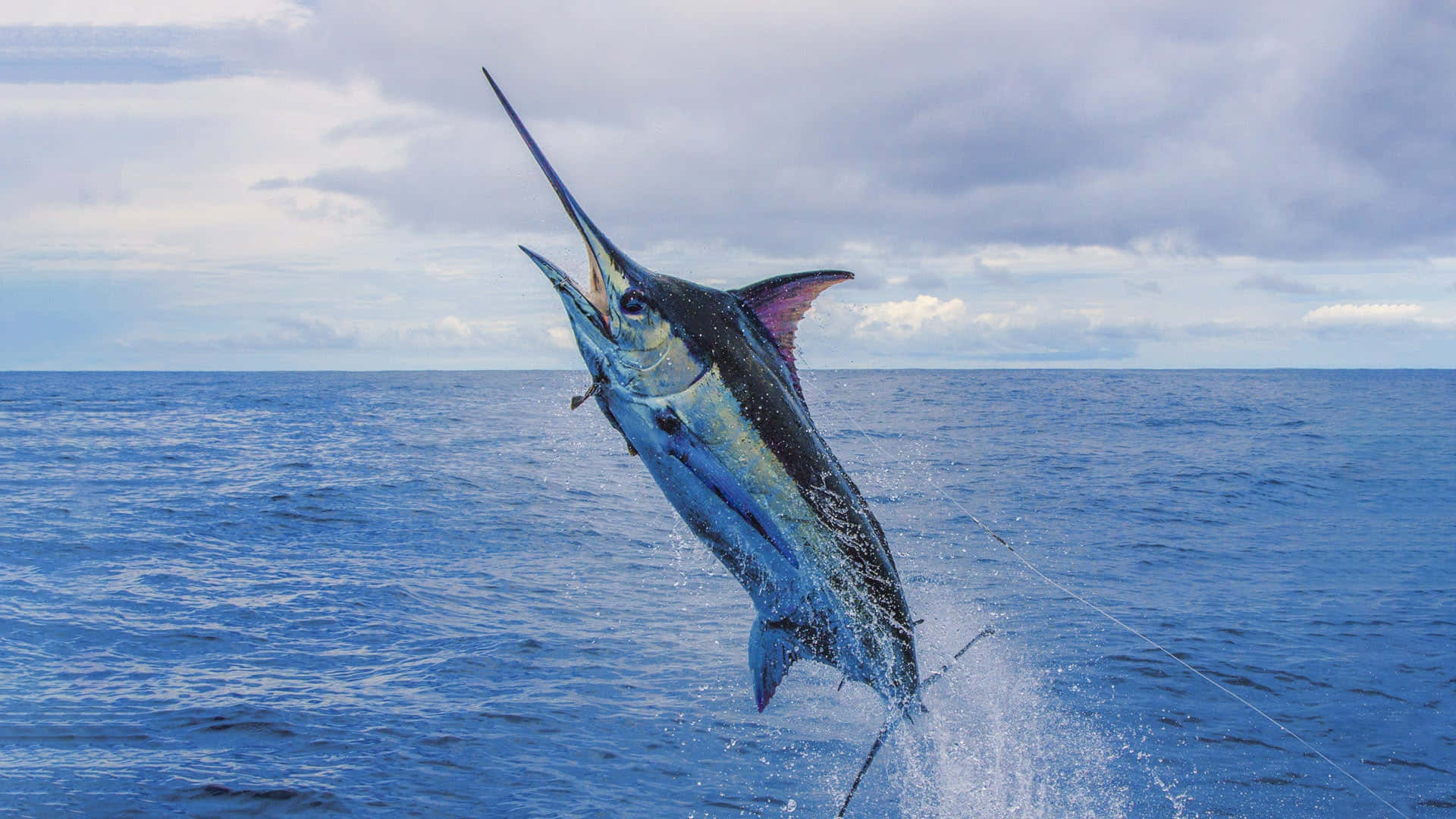 Leaping Blue Marlin Ocean Wallpaper