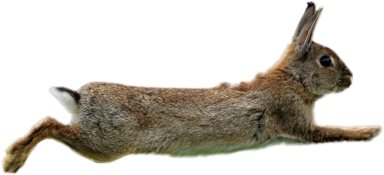 Leaping Brown Rabbit PNG