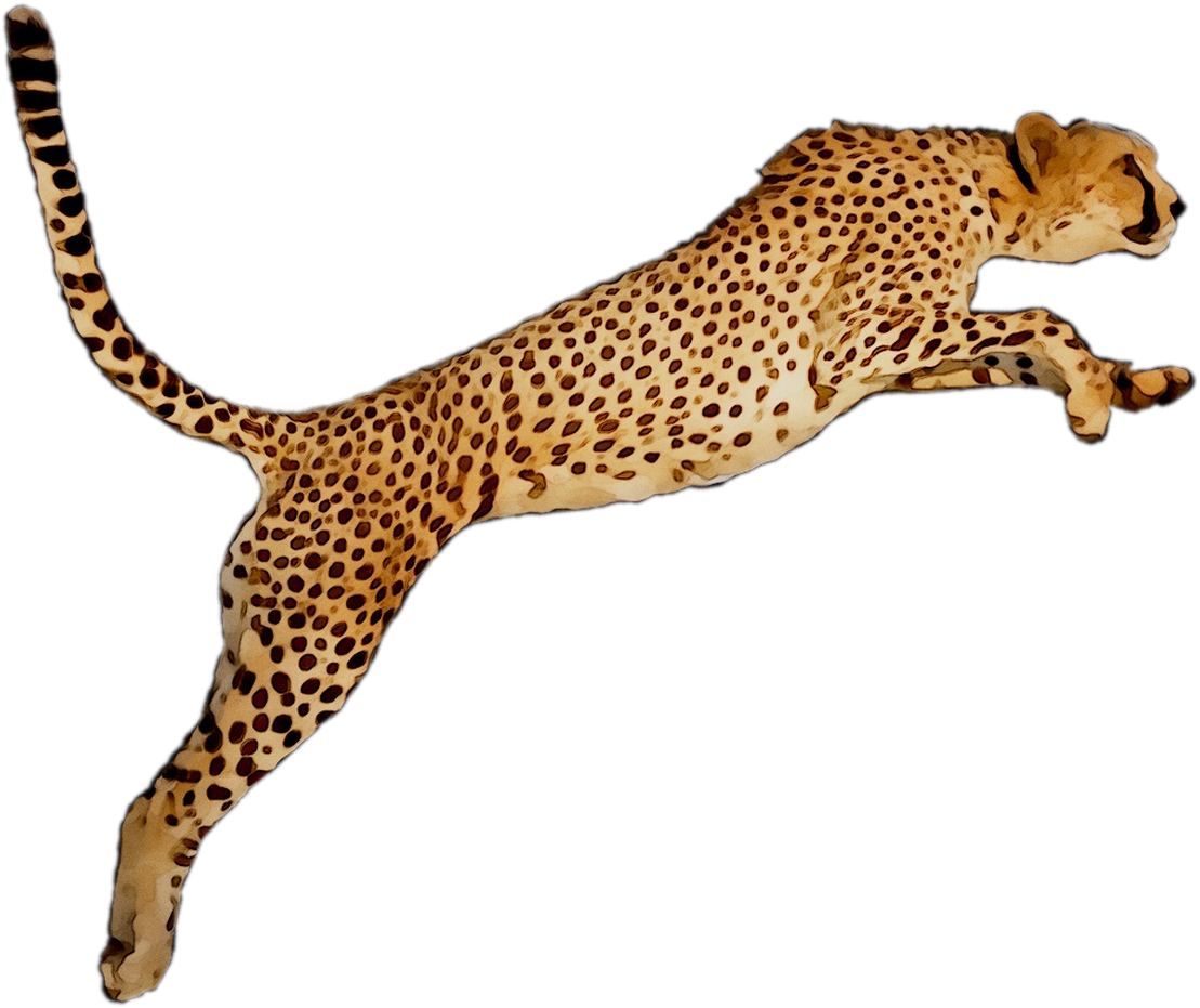 Leaping Cheetah Illustration PNG