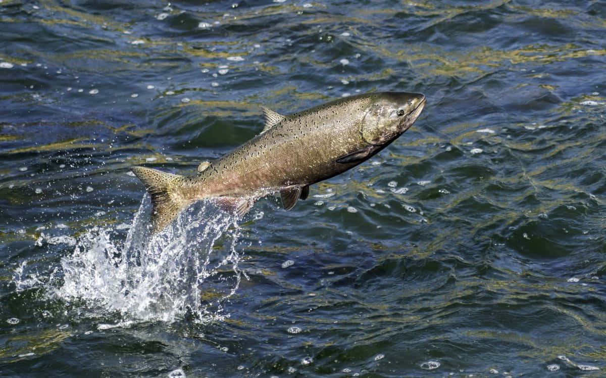 Leaping Chinook Salmon Wallpaper