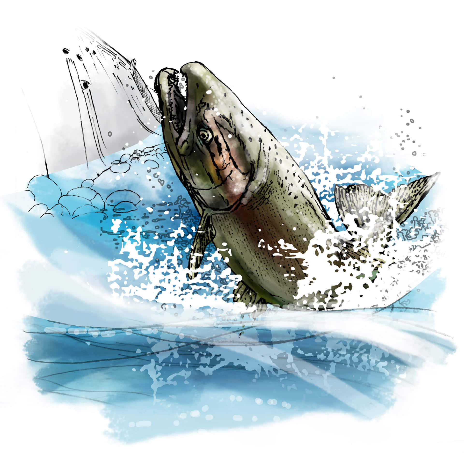 Leaping Chinook Salmon Illustration Wallpaper