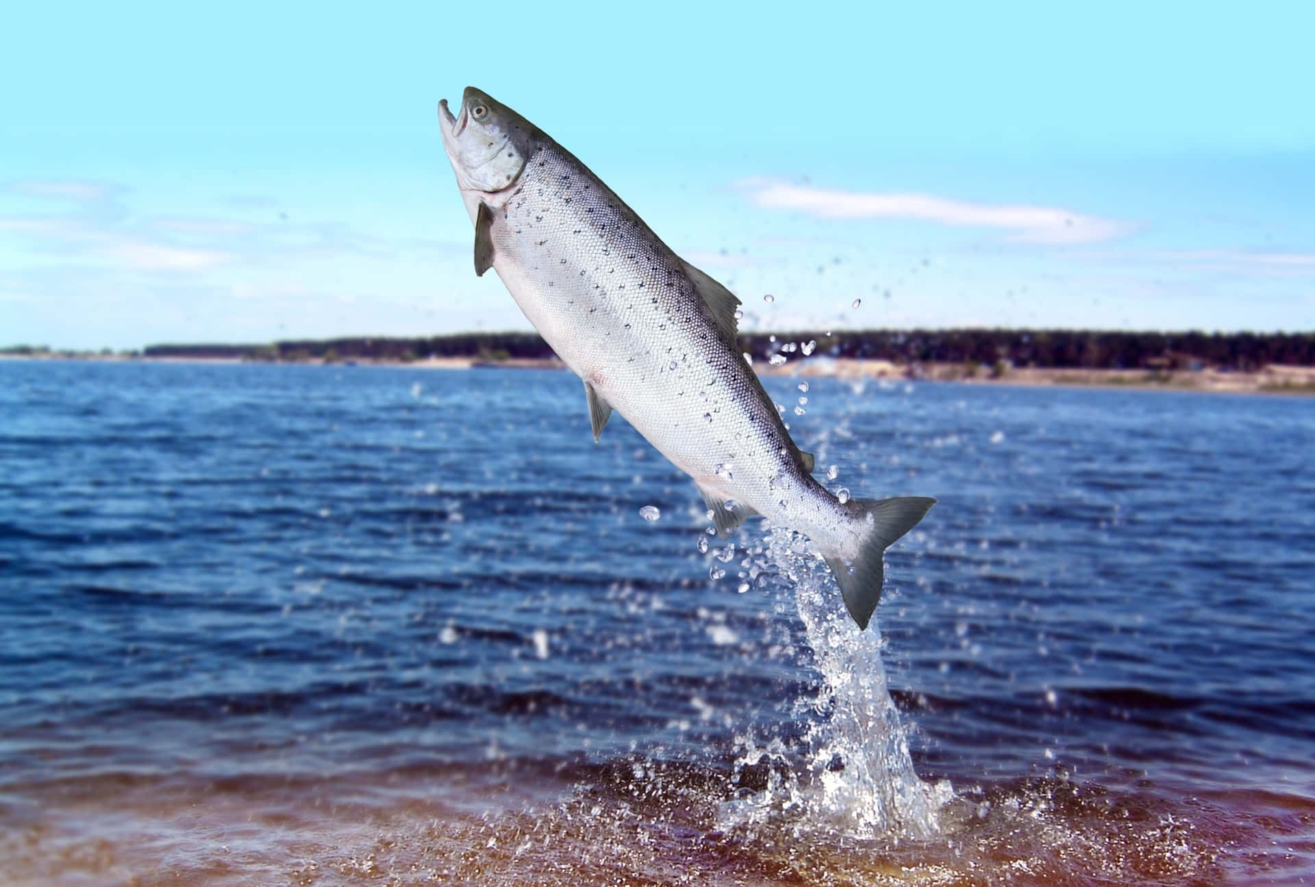 Leaping Chinook Salmon Wallpaper
