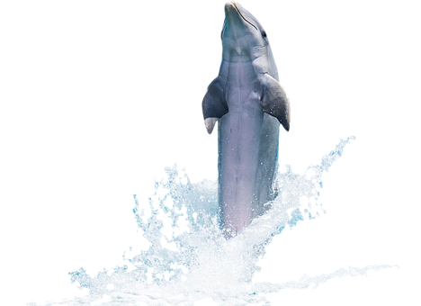 Leaping Dolphin Against Black Background.jpg PNG