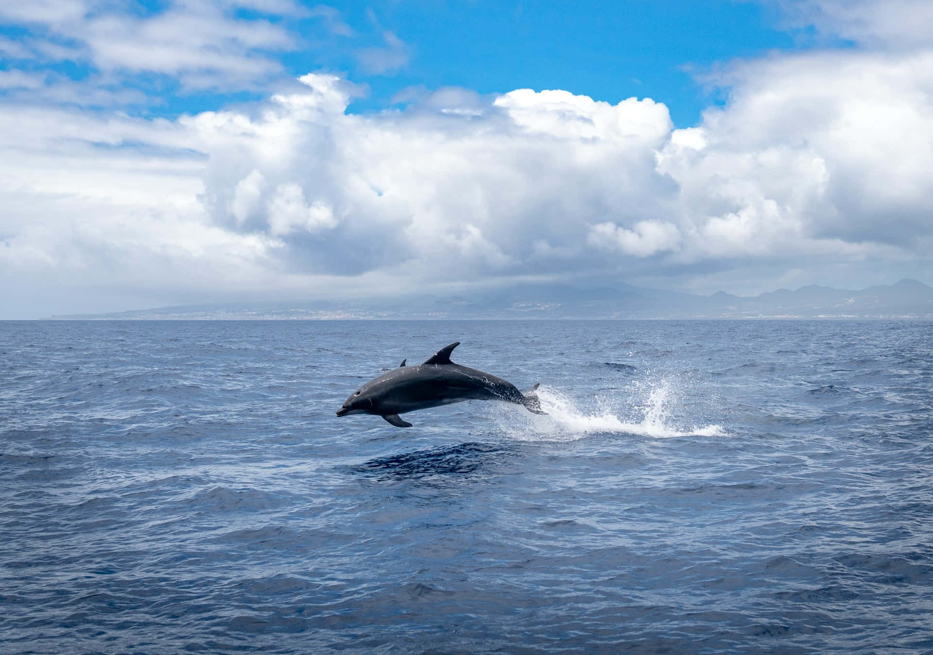 Leaping Dolphin Ocean Serenity Wallpaper