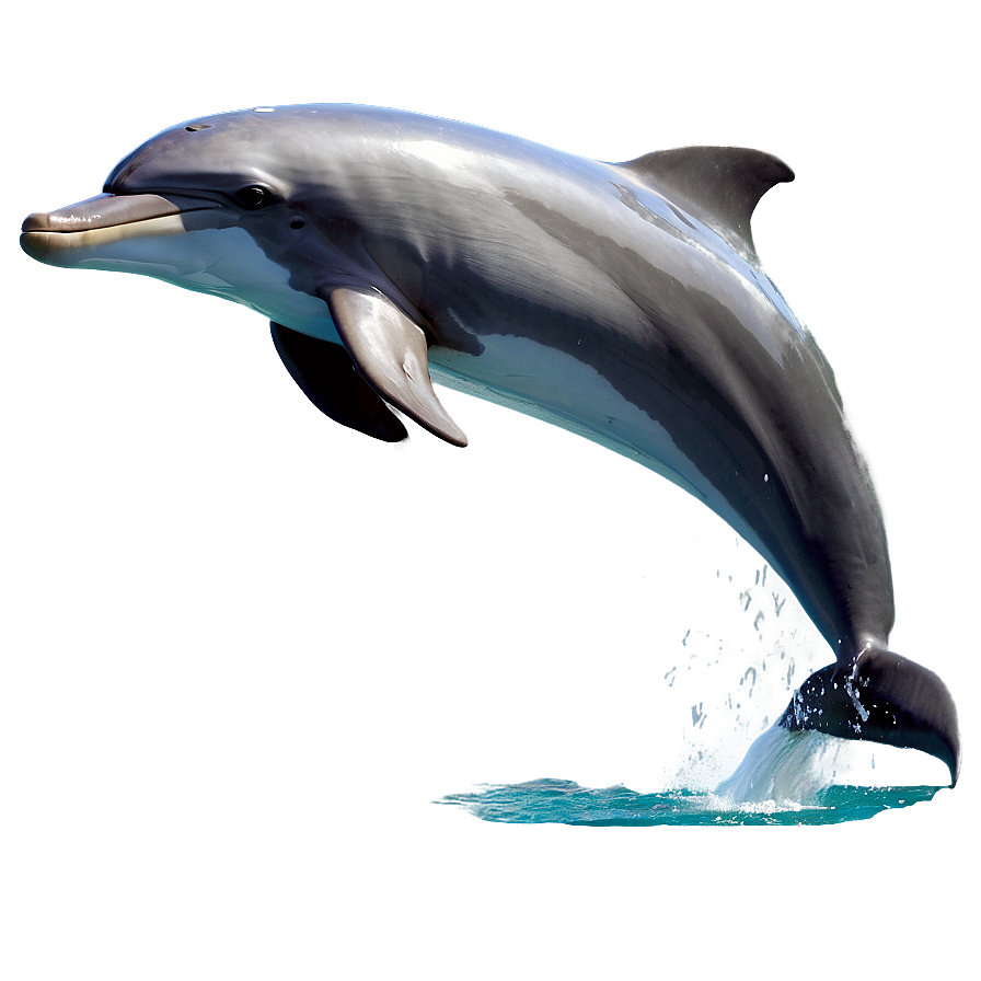 Leaping Dolphin Png 06252024 PNG