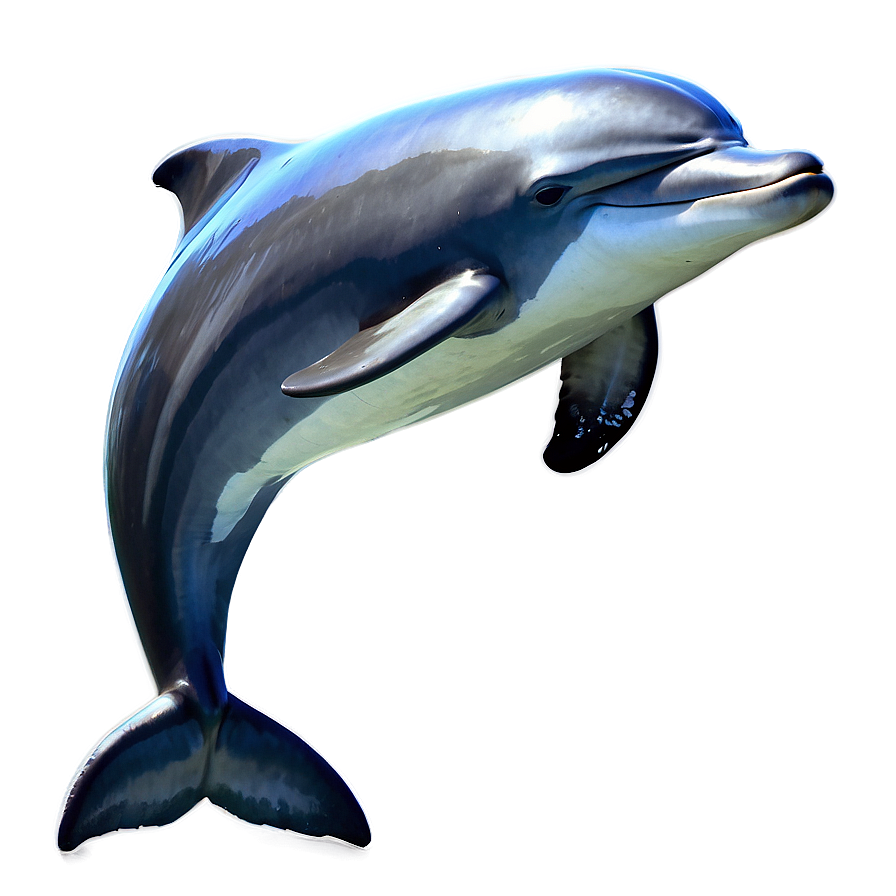 Leaping Dolphin Png 87 PNG