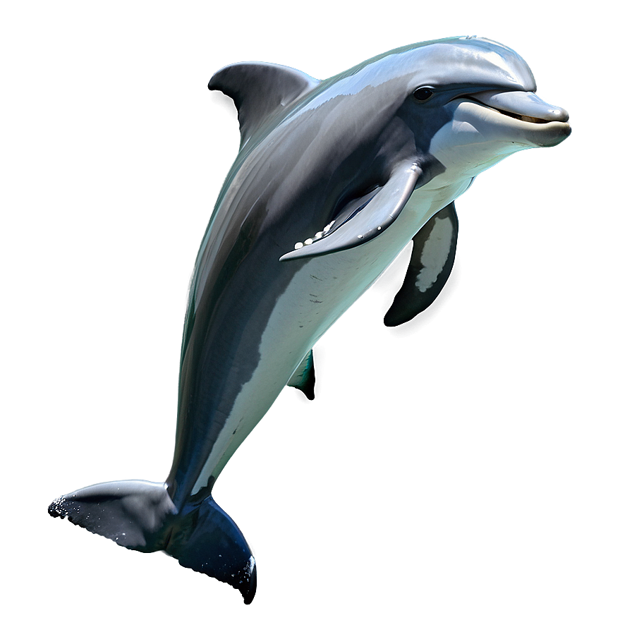 Leaping Dolphin Png Byd PNG