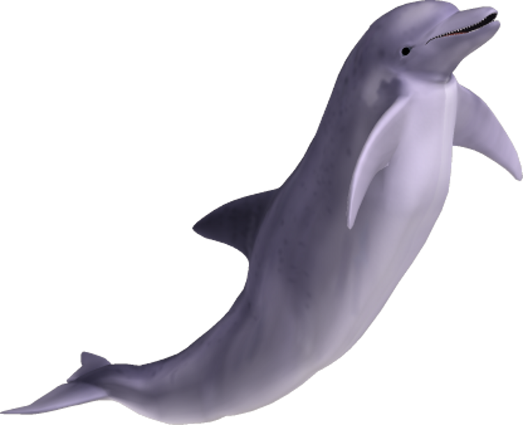 Leaping Dolphin3 D Render PNG