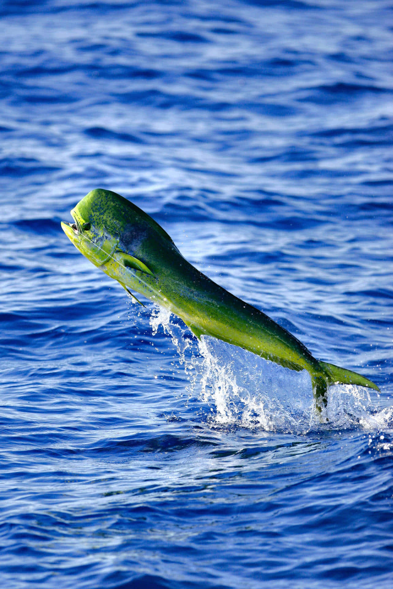 Leaping Dolphinfish Blue Ocean Wallpaper