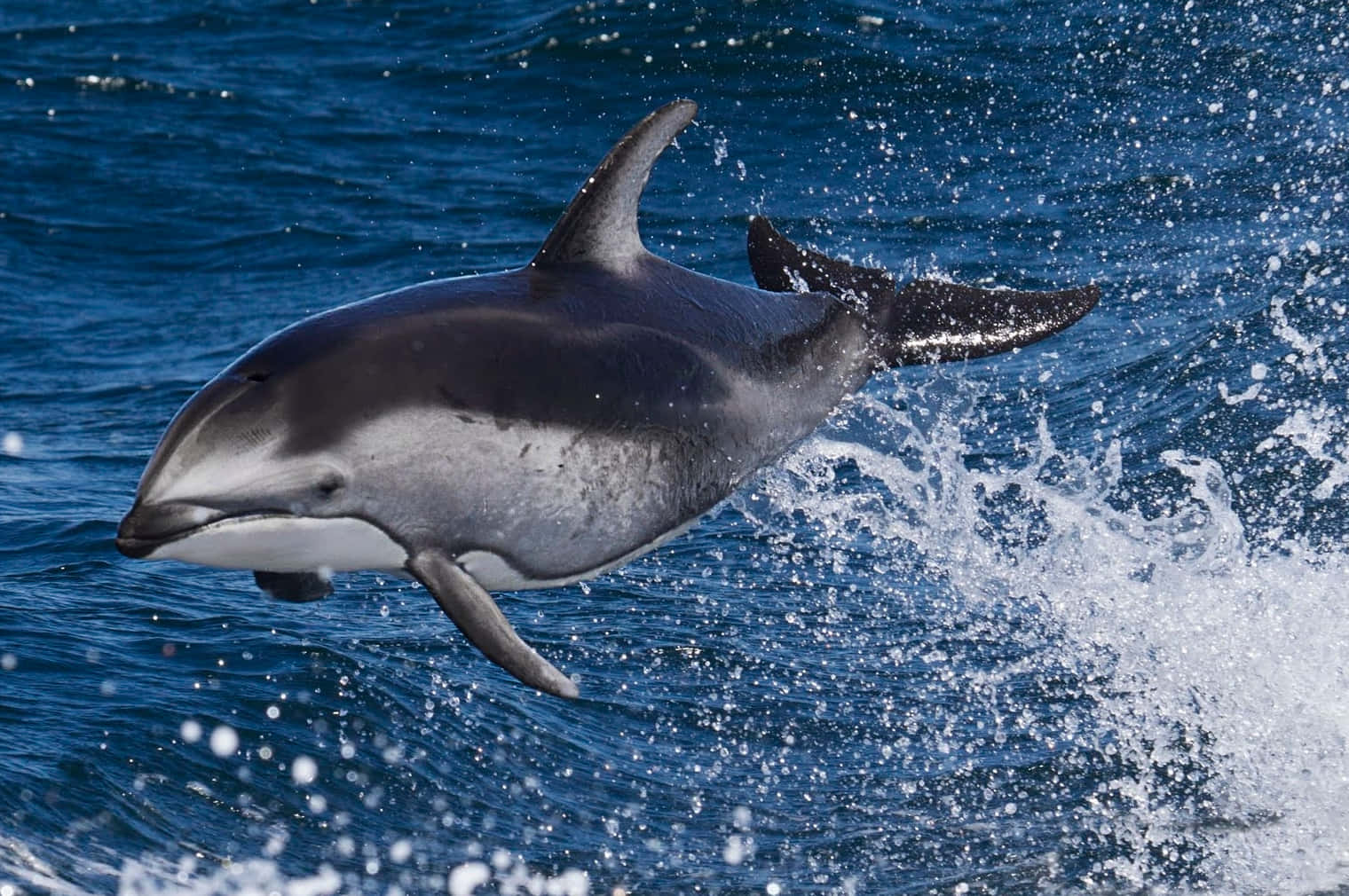 Delfin Som Hopper I Blått Vann Bakgrunnsbildet