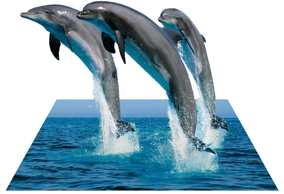 Leaping Dolphins3 D Effect PNG