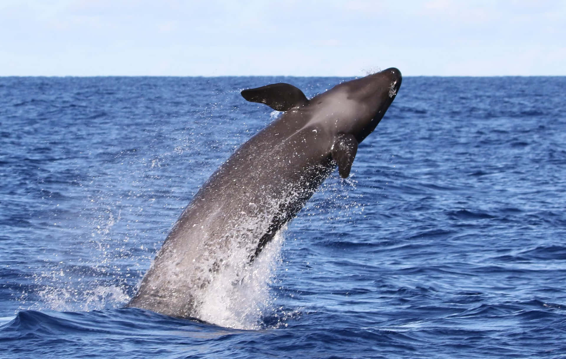 Leaping False Killer Whale Wallpaper