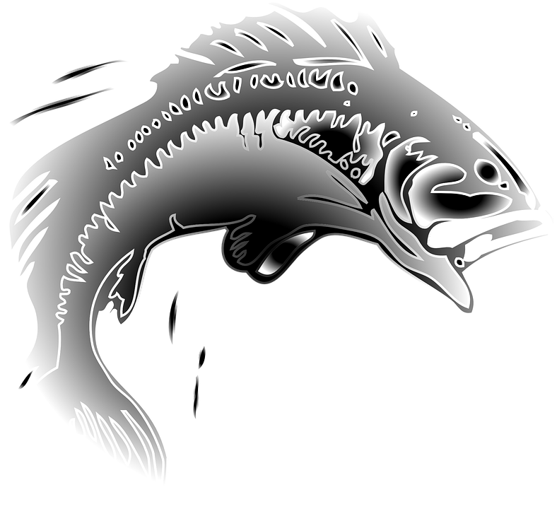 Leaping Fish Graphic PNG