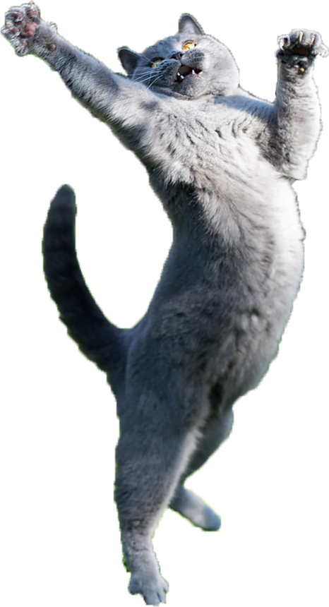 Leaping Grey Cat.png PNG
