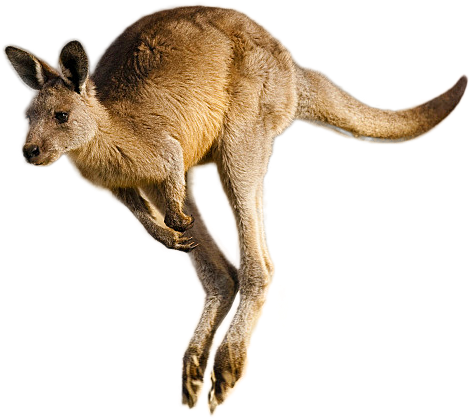 Leaping Kangaroo Isolated.png PNG