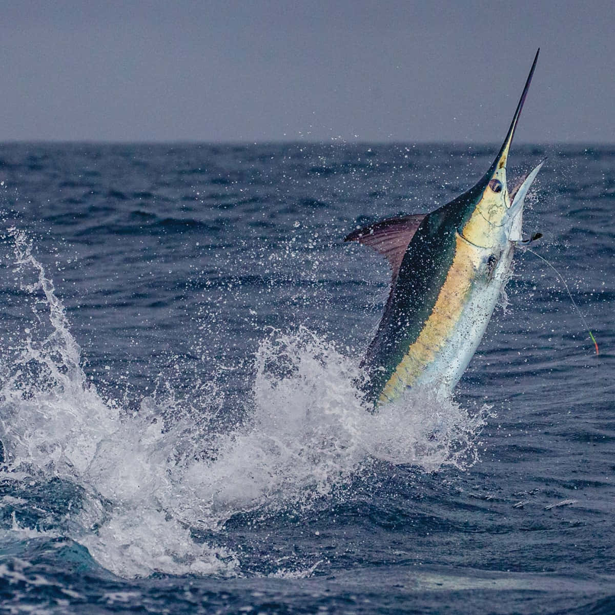 Springende Marlijn Oceaan Spetter Achtergrond