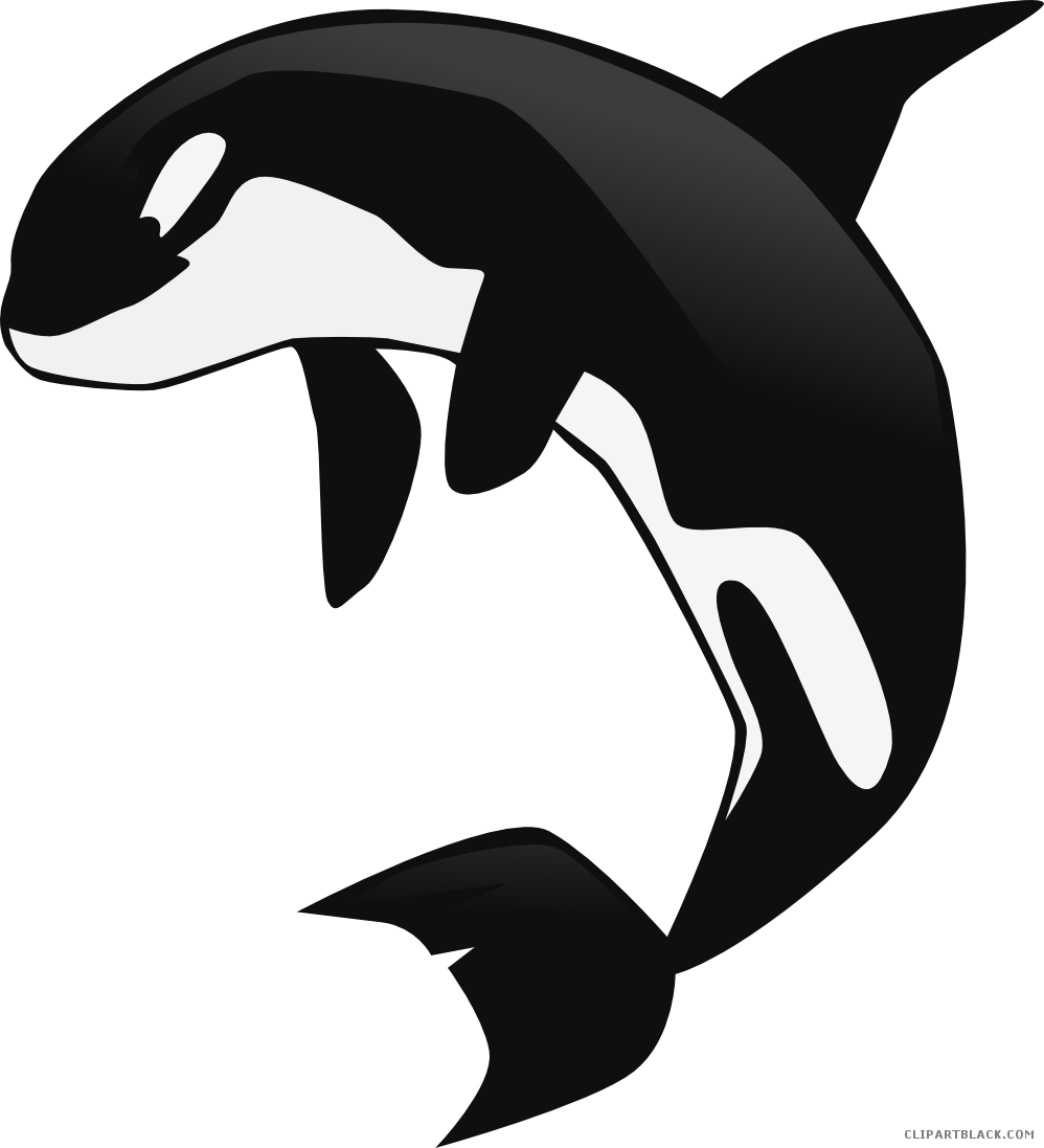 Leaping_ Orca_ Clipart PNG