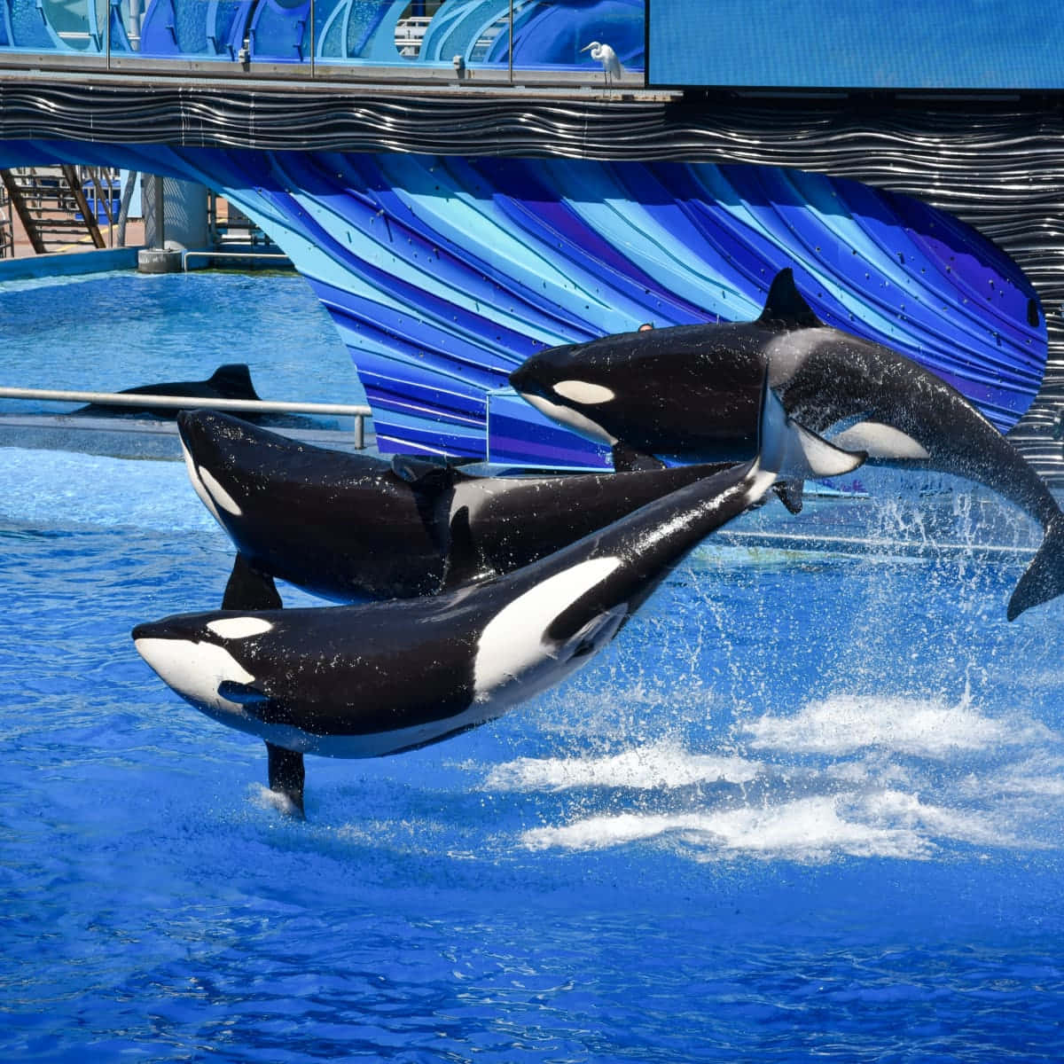 Leaping Orca Pair Aquatic Performance Wallpaper