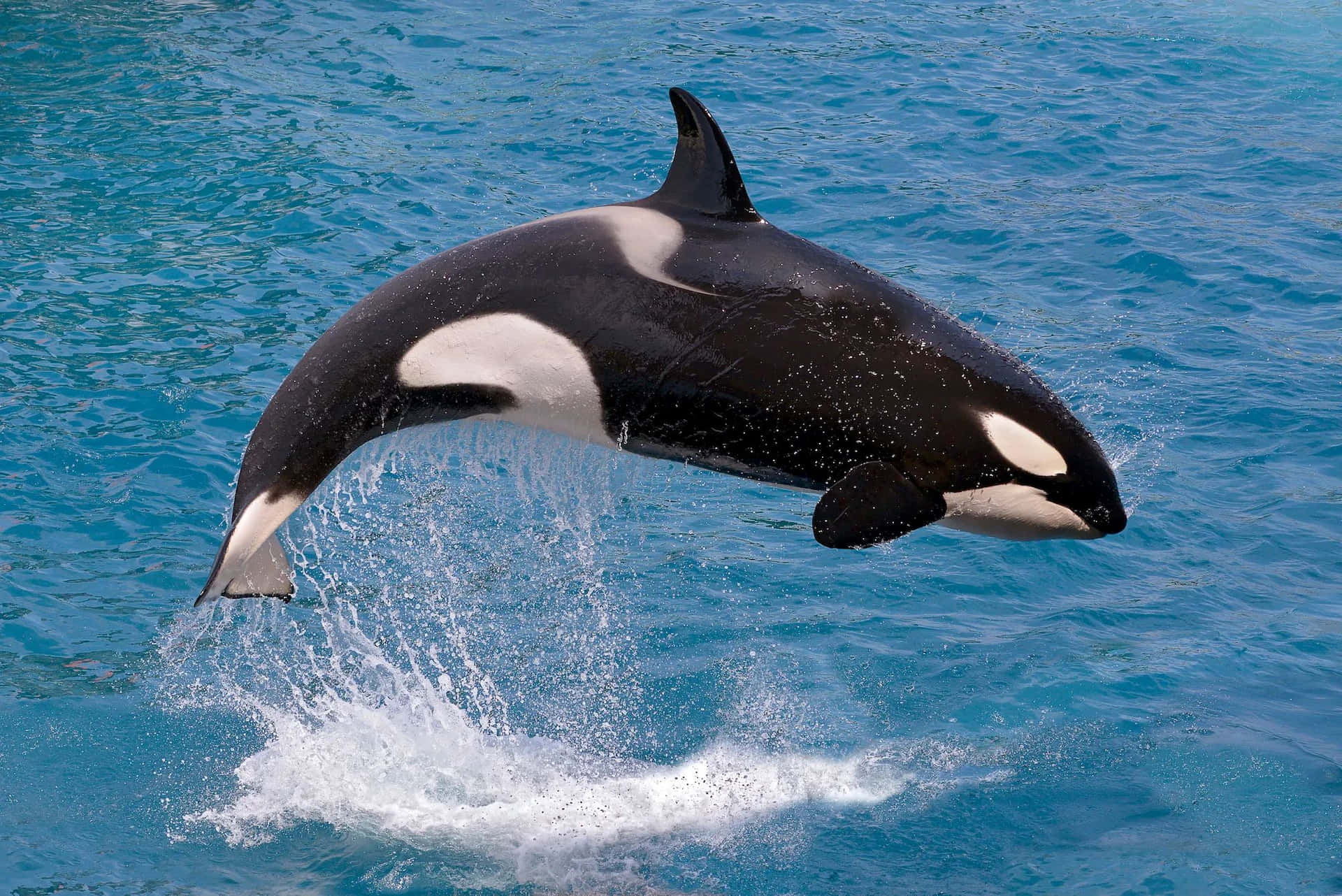 Leaping Orca Whale Wallpaper