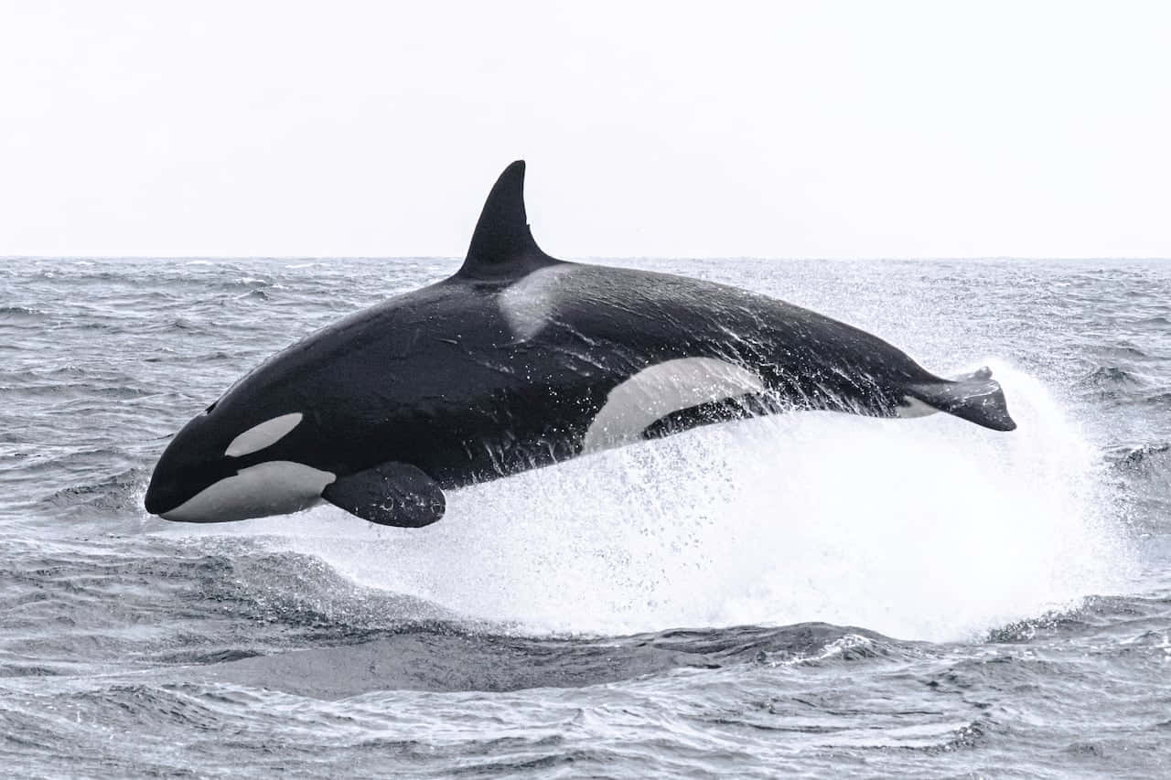 Orque Sautant Dans Les Eaux De L'océan Fond d'écran