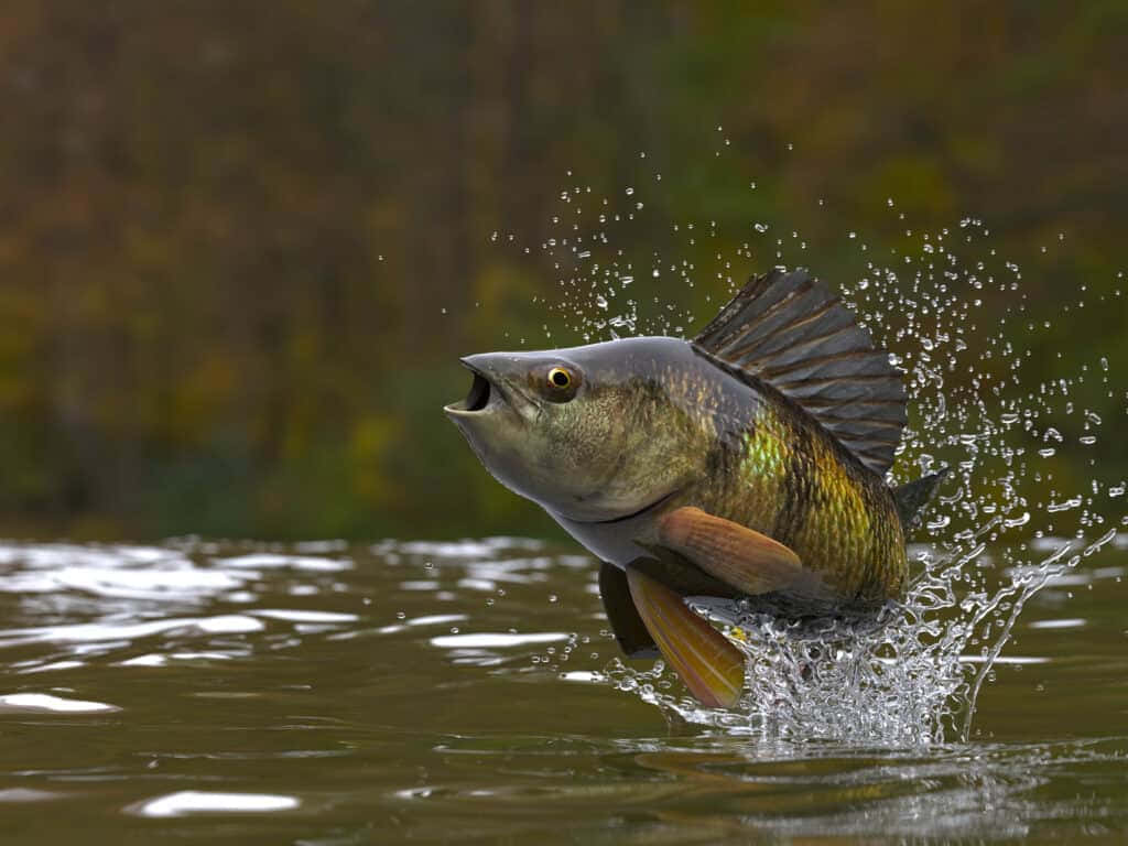 Leaping Perch Catching Air Wallpaper