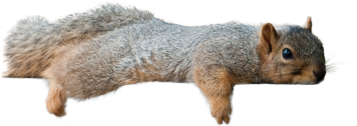 Leaping Squirrel Cutout.png PNG