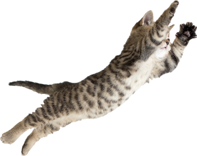 Leaping Tabby Cat PNG