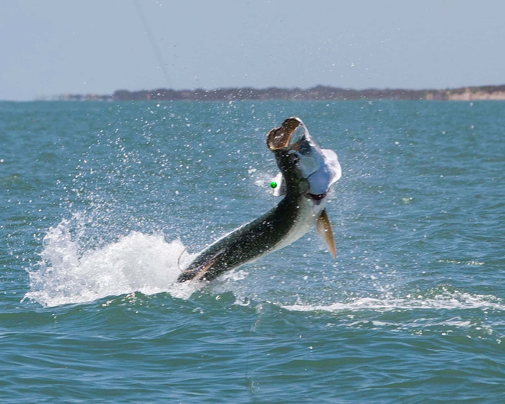Leaping Tarpon Fishing Action Wallpaper