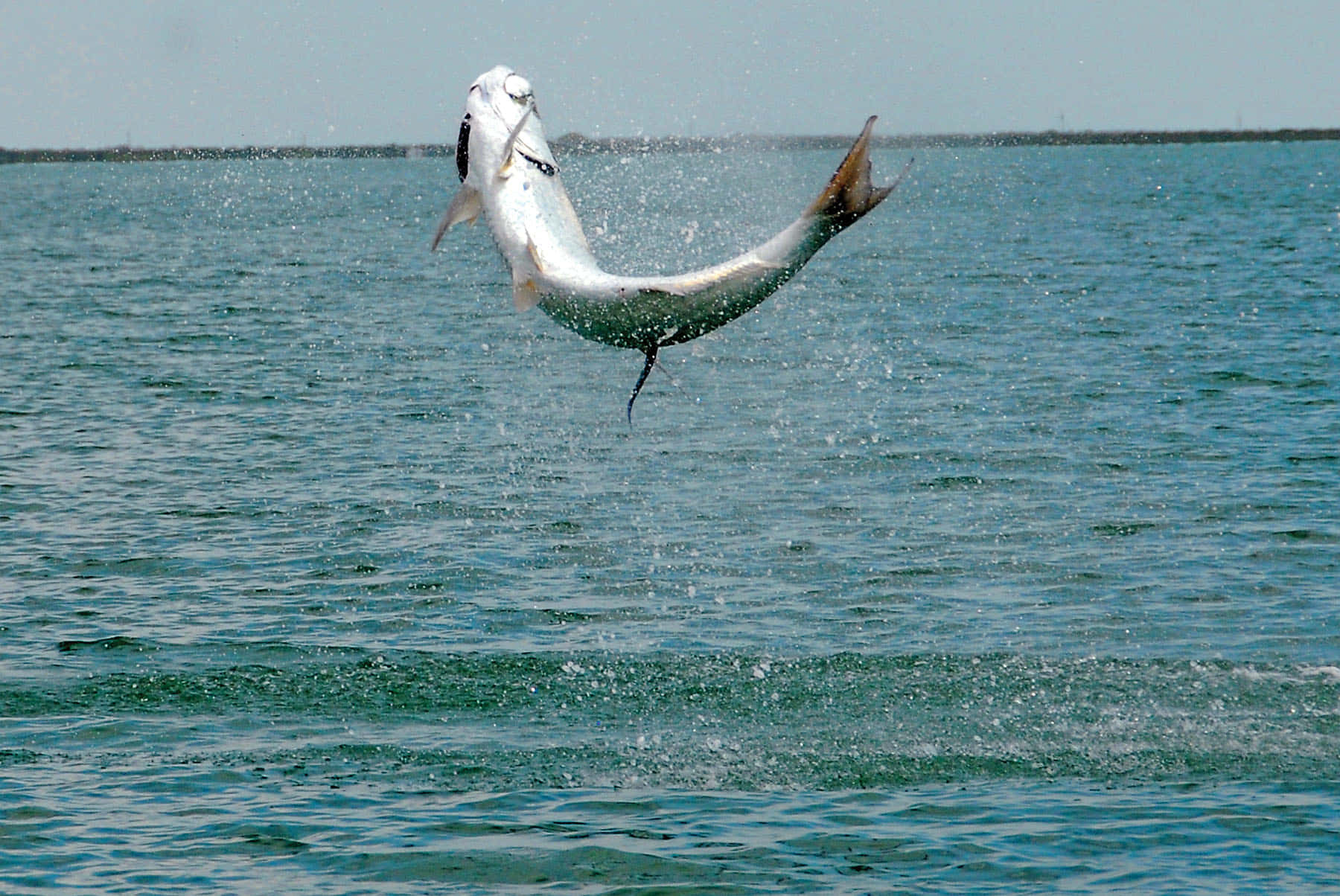 Leaping Tarpon Spectacle Wallpaper