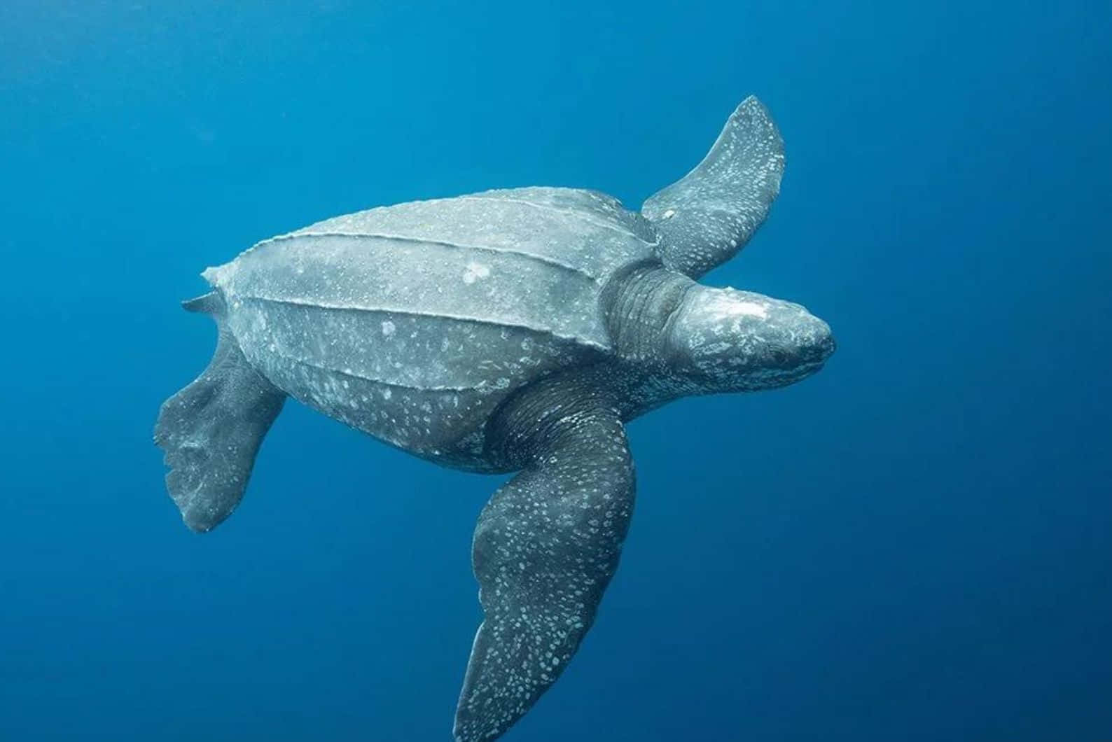 Leatherback Sea Turtle Swimming Blue Ocean Wallpaper