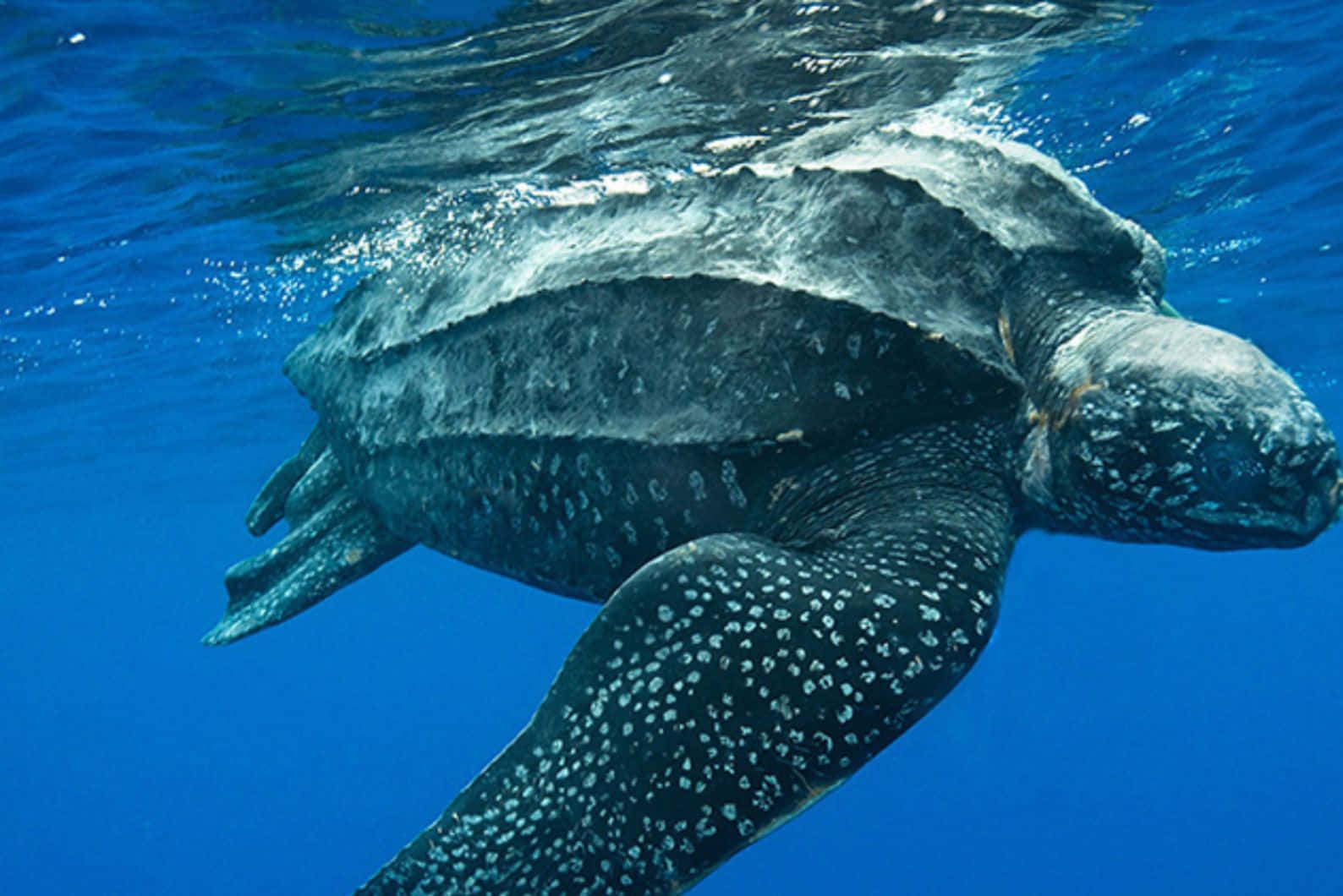Leatherback Sea Turtle Swimming Underwater.jpg Wallpaper